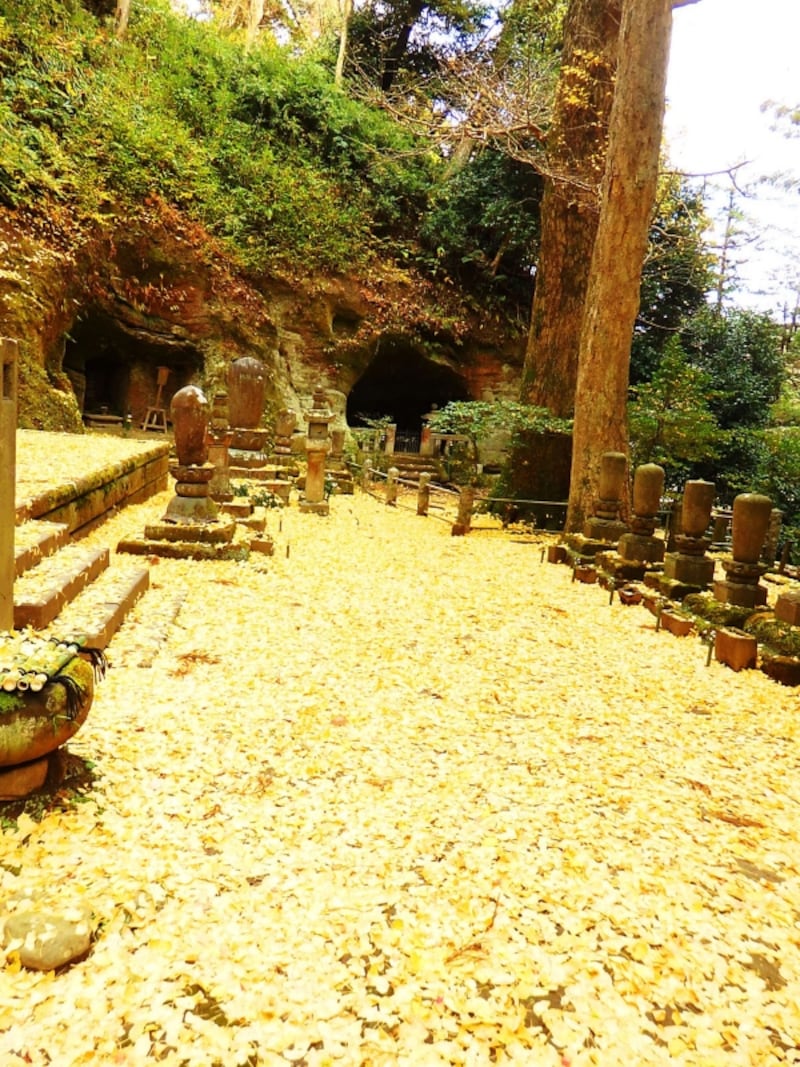 境内奥に散り敷くイチョウのじゅうたん