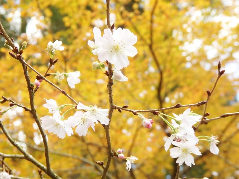 十月桜と紅葉のコラボレーション