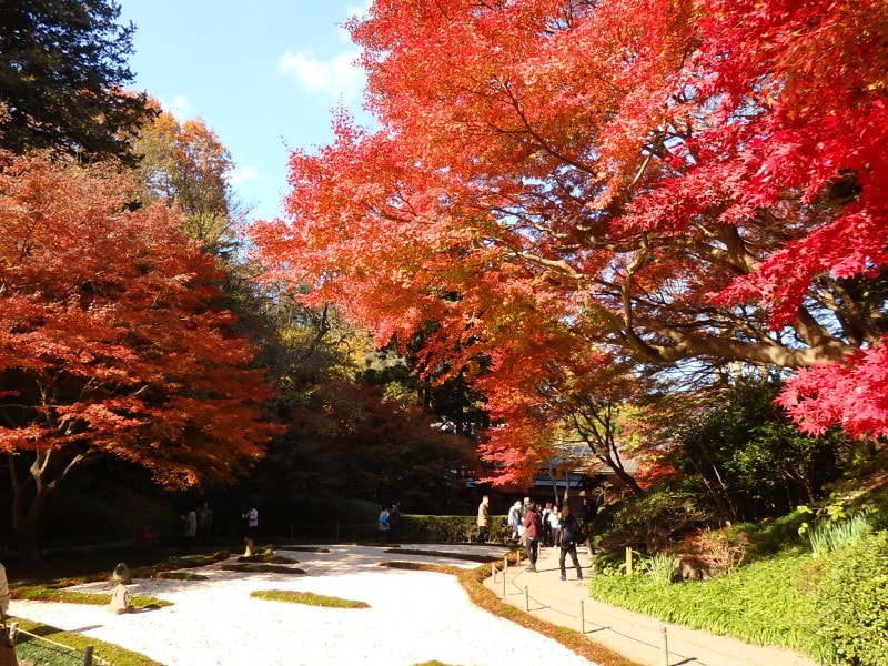明月院・本堂後庭園の紅葉