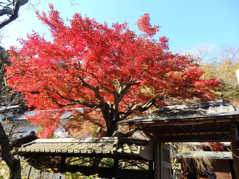 東慶寺・本堂前の紅葉