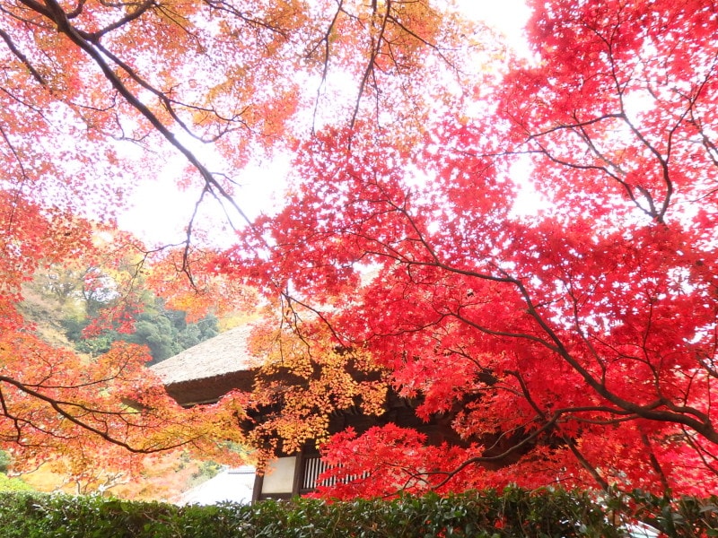 錦絵のような長寿寺の紅葉
