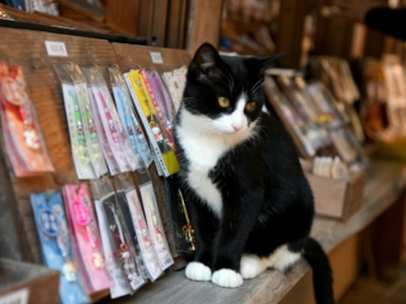 猫 だらけの神社 お松大権現 由来やご利益は 一人旅 All About