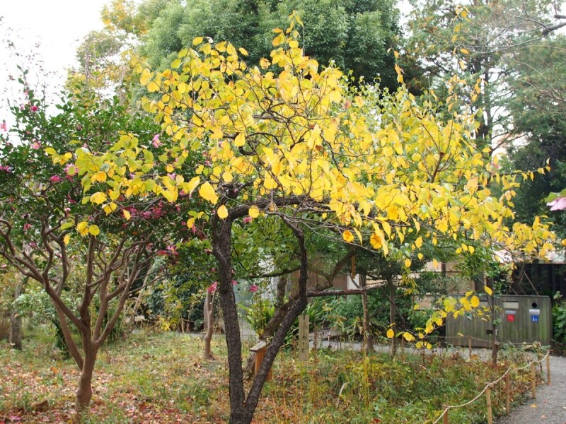 黄葉（こうよう）ともいう黄色に色づく葉