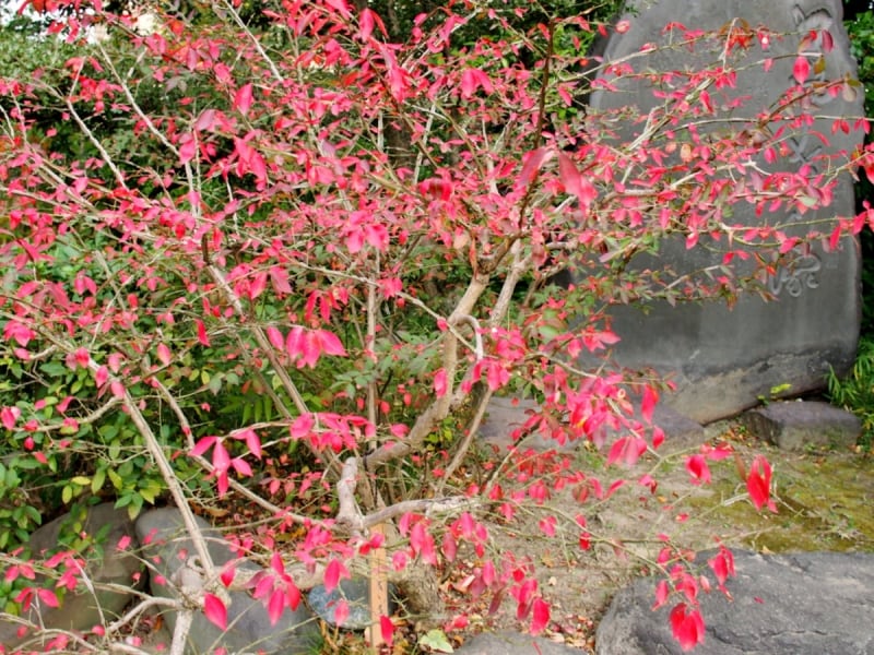 ニッサ、スズランノキとともに世界三大紅葉樹なんだそう