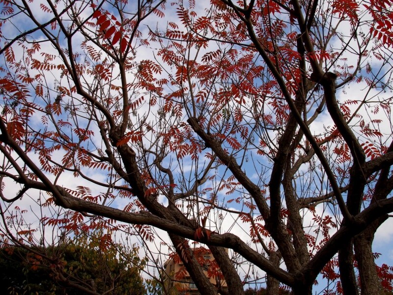 けっこう高い樹だ