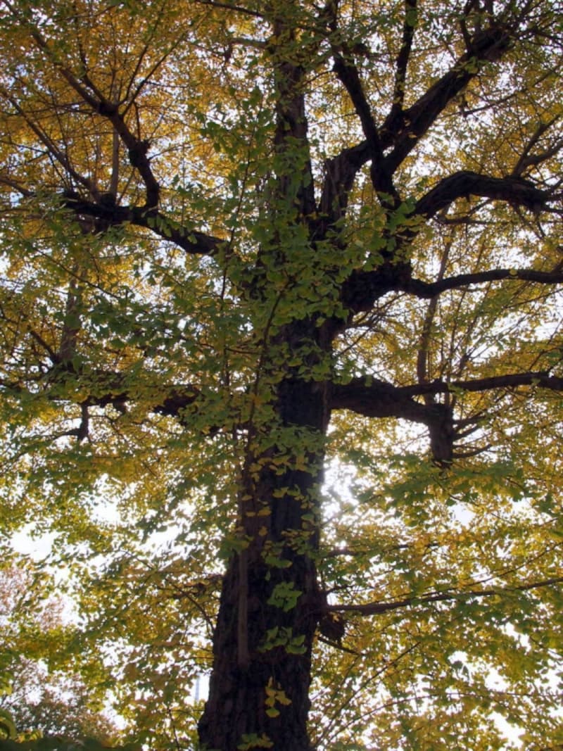 どことなく、風格のある老木だ