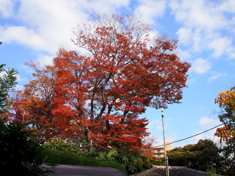 向島百花園は外側から見ても美しい！