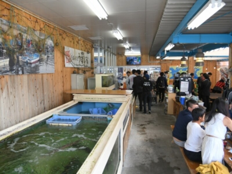 徳島,北灘漁協,すだちぶり