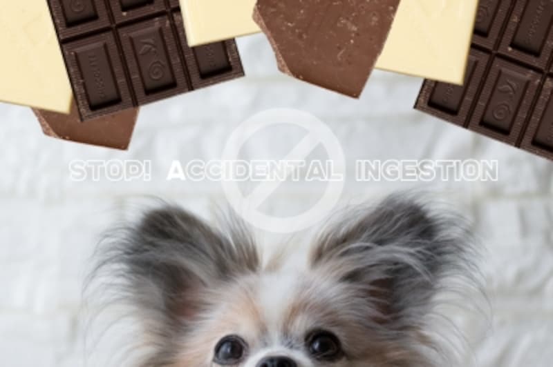 犬にチョコレートを食べさせると危険 その理由は 犬 All About