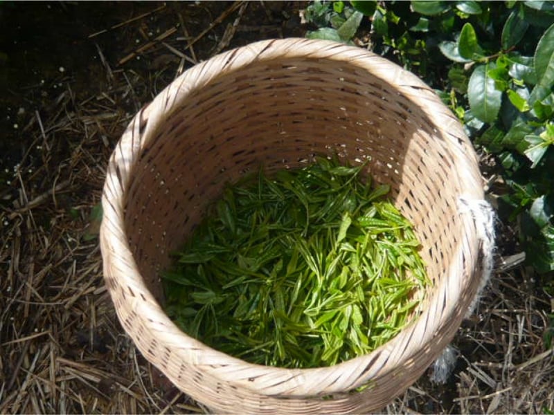 茶摘み