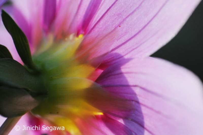 リバースアダプター