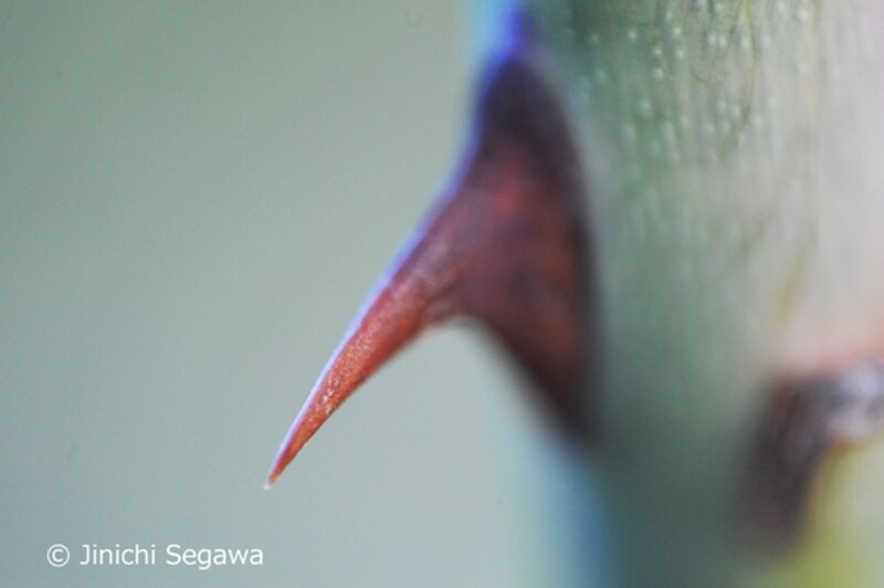 リバースアダプター