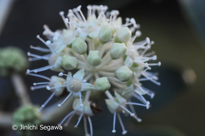 リバースアダプター