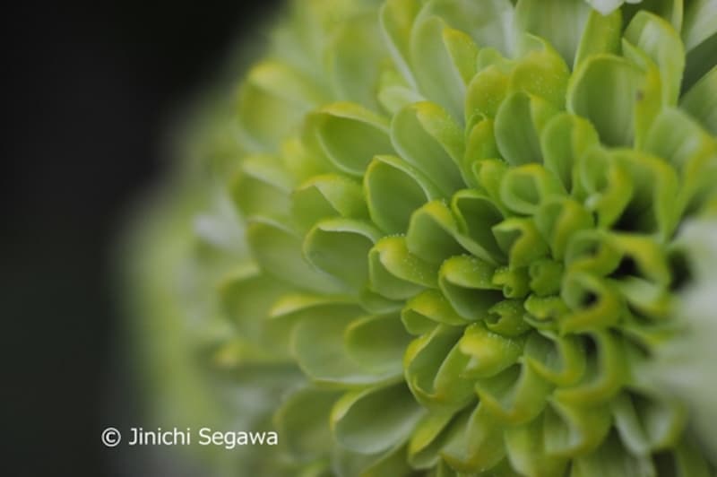 リバースアダプター