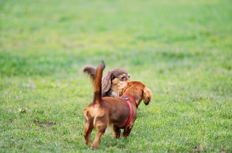 しっぽは犬にとって大切な部位だからこそ優しく扱ってあげて下さい。