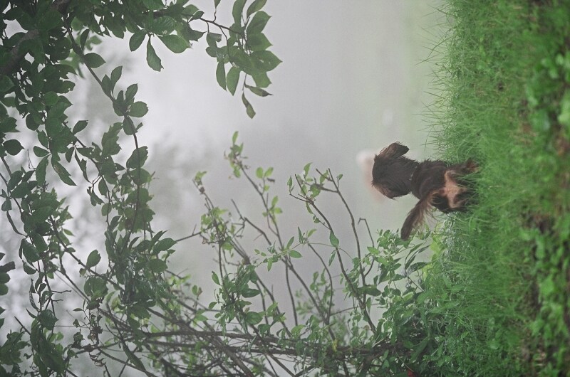 犬のしっぽの位置に隠されている気持ちとは？