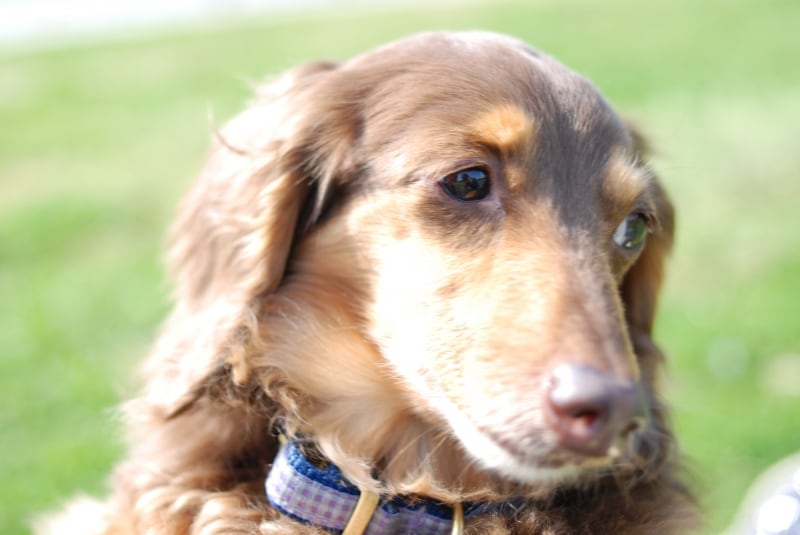 犬がしっぽを振らない時に気に掛けることとは？