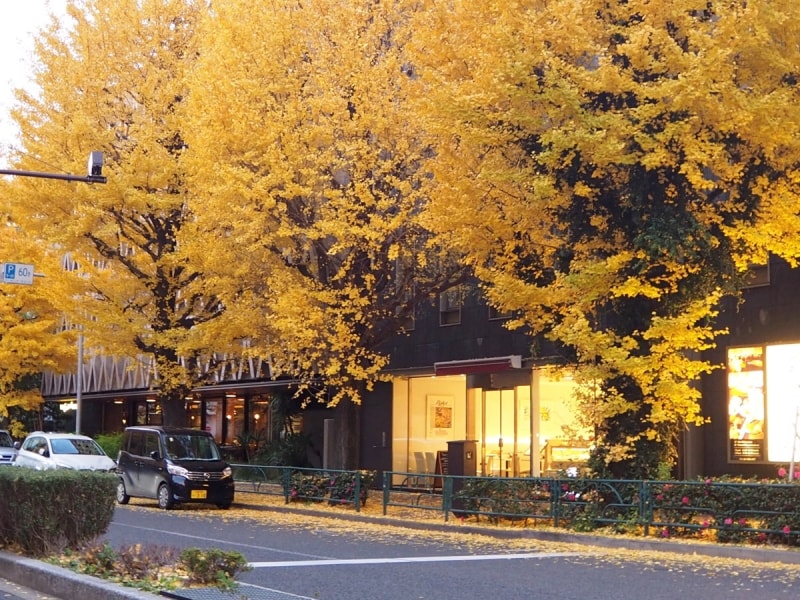 イチョウ並木が色づいていた