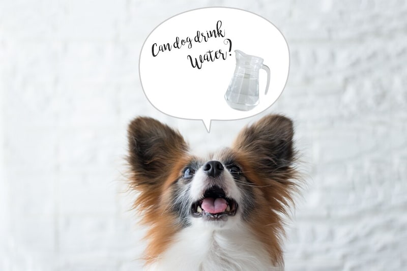 犬の飲み水は何がいい？水の選び方と飲ませる量の目安