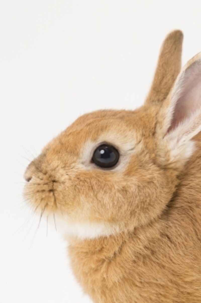 usagi