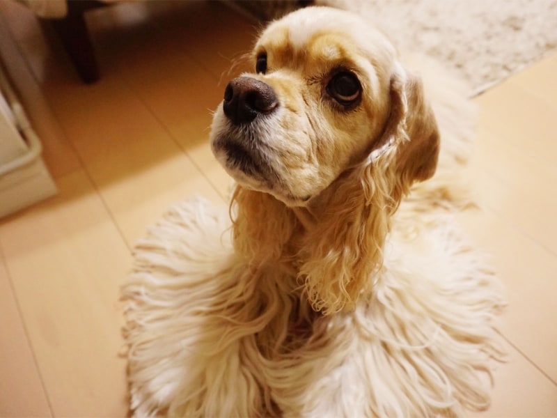 まおさんの愛犬ジャスミン。    アメリカン・コッカー・スパニエル