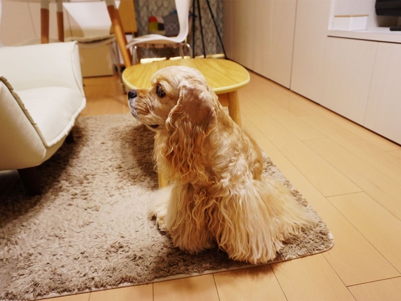 まおさんの愛犬ジャスミン。アメリカン・コッカー・スパニエル