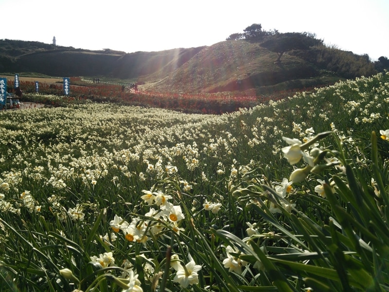 爪木崎の水仙（1）