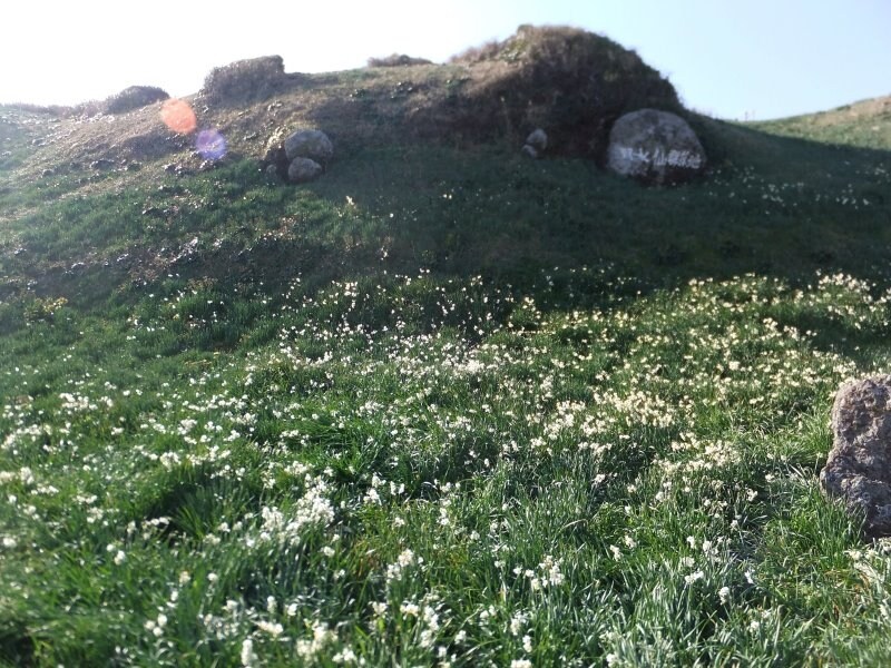 爪木崎の水仙（2）