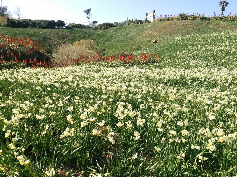 爪木崎の水仙（3）