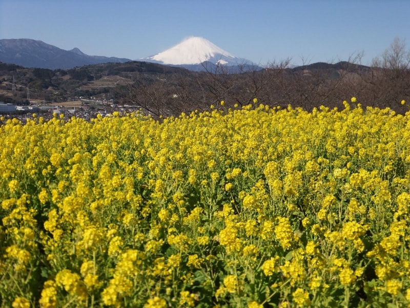 吾妻山公園の菜の花（1）／富士山と共に