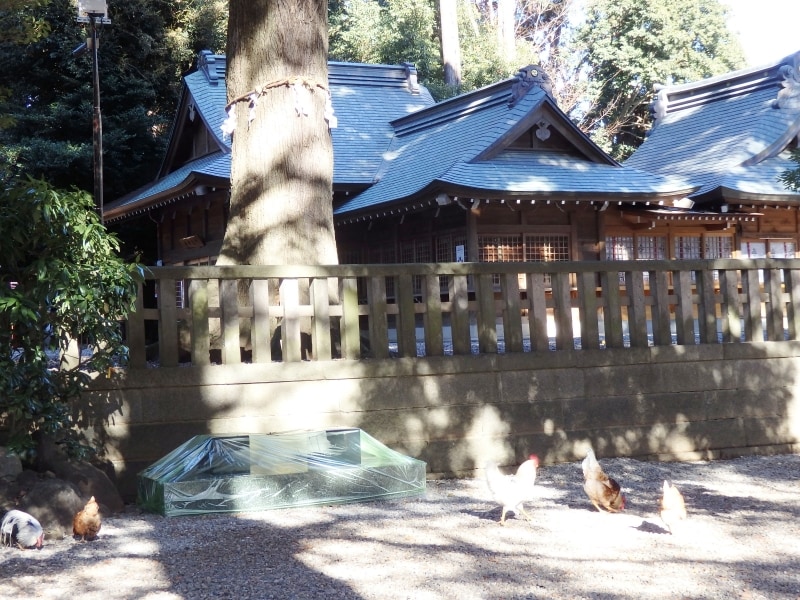 境内で放し飼いされる鶏