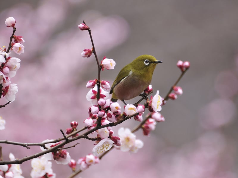 立春とは？今年はいつ？　梅にとまるメジロ