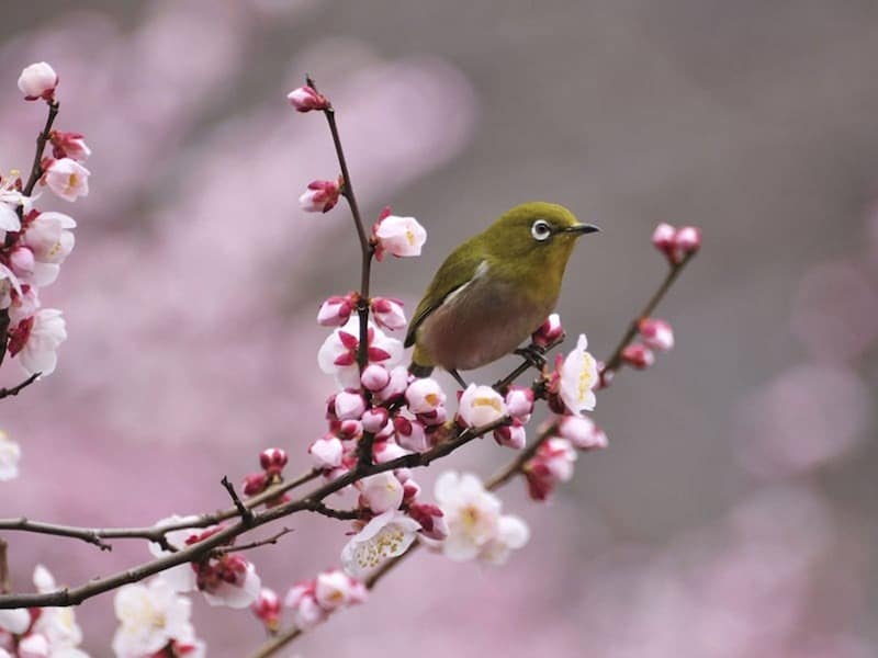 立春とは？ 今年はいつ？ 梅にとまるメジロ