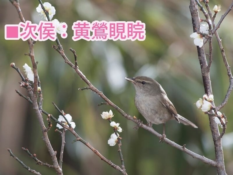 春告鳥といわれるウグイス。なお、「梅に鶯」は取り合わせがよいものの代名詞となっていますが、実際に梅にとまっているのはウグイスによく似たメジロのことが多いです（冒頭の写真も梅にメジロ）