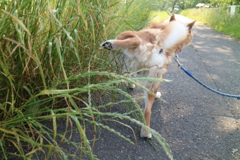 犬がマーキングをする理由には可愛い意地が見える