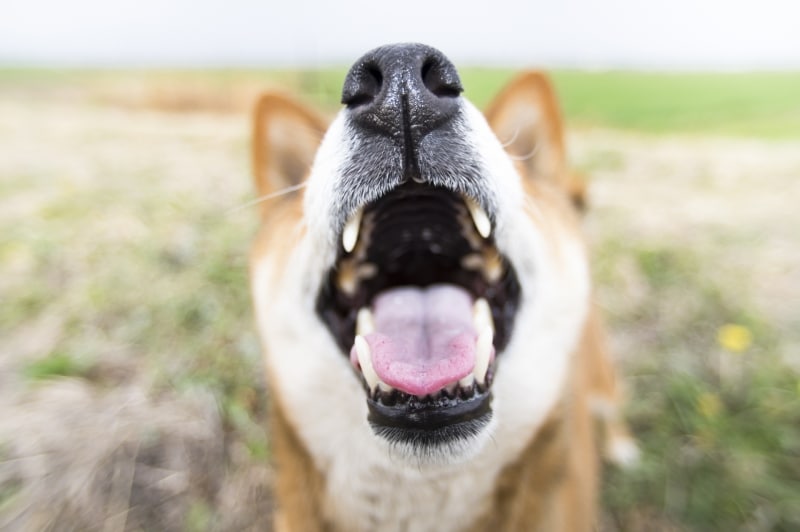 犬が抱えている想いがマーキングに表れる