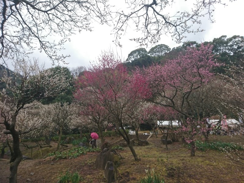 熱海梅園の梅（2）