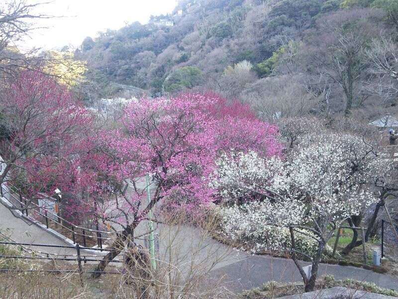 熱海梅園の梅（3）