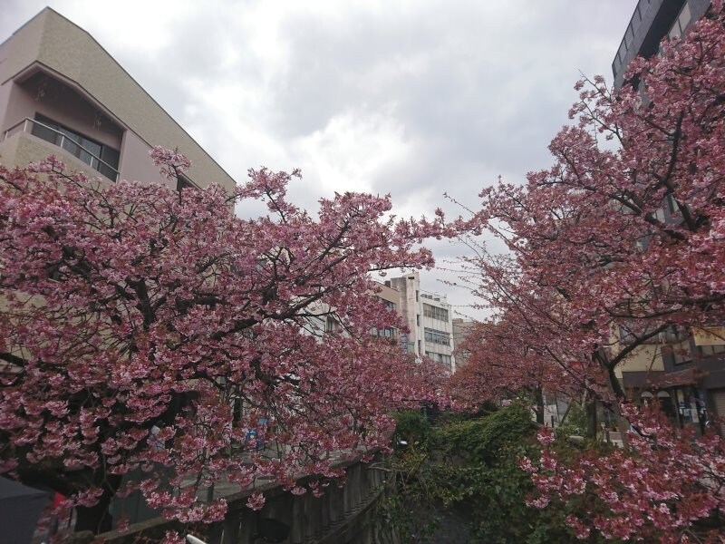 あたみ桜（1）