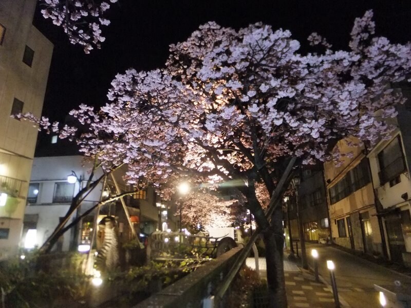 あたみ桜（7）／ライトアップ
