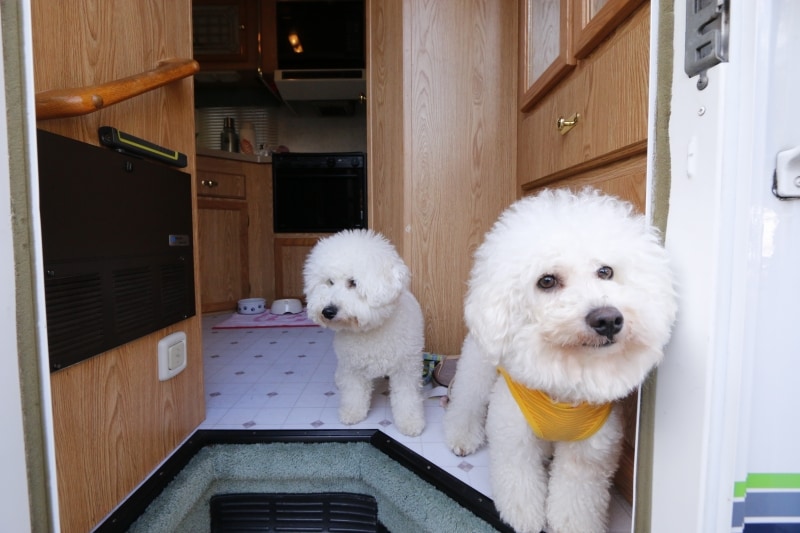 バブル＆ホイップ