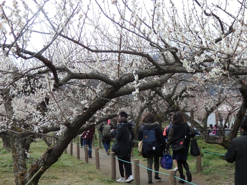 梅の花のトンネルを縫う歩道
