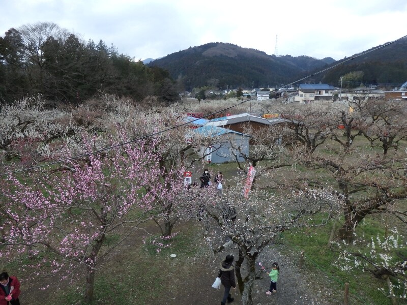 見晴台から眺める越生梅林