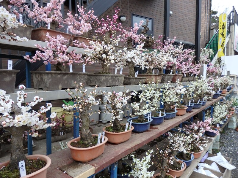 梅林直販所に並ぶ梅の盆栽