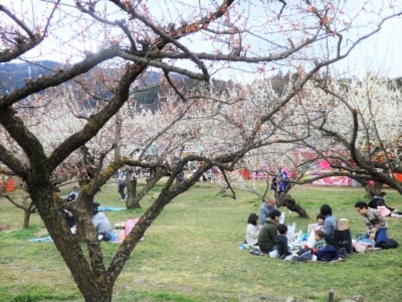 梅の名所 越生梅林の見ごろはいつ 梅まつり18 埼玉の観光 旅行 All About