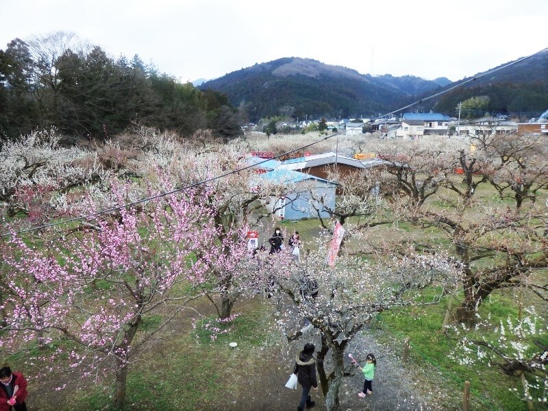 見晴台から眺める越生梅林
