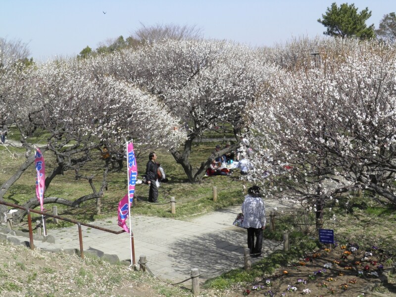 元荒川の土手から見下ろす越谷梅林公園