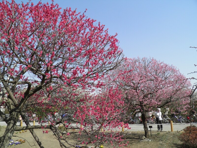 越谷梅林公園の紅梅