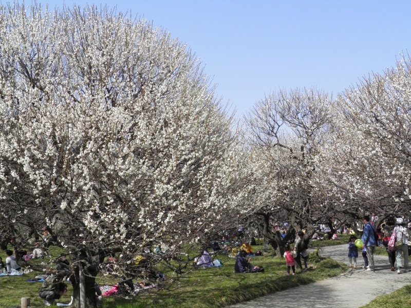 越谷梅林公園の白梅