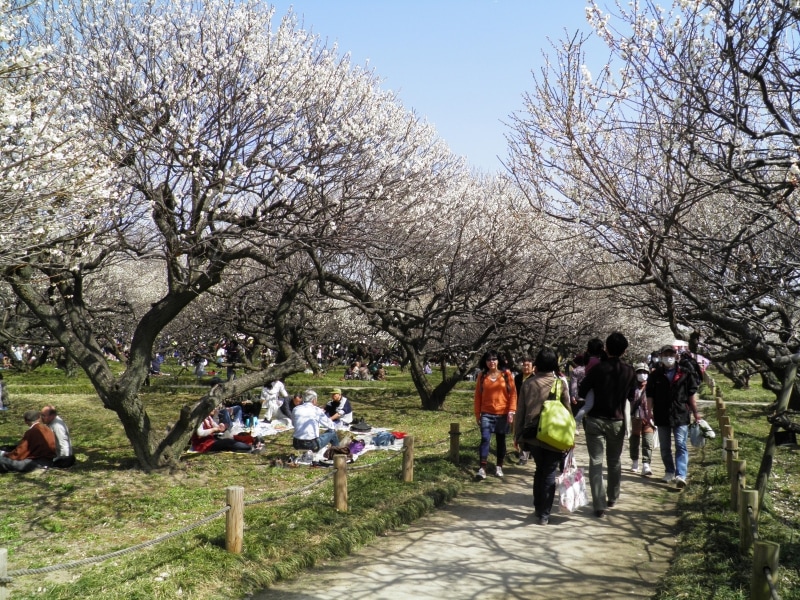 梅の花のトンネルのような園内の歩道